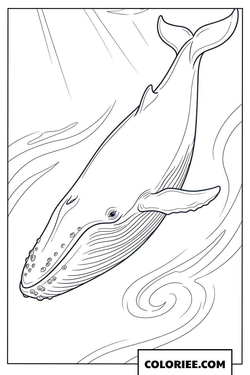 Dessin dune grande baleine nageant parmi les vagues de locean